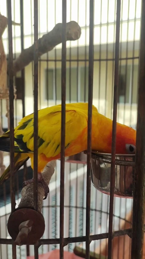 Bird cage for a parrot Stock Footage 300255257