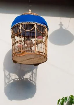Bird in cage Stock Photos