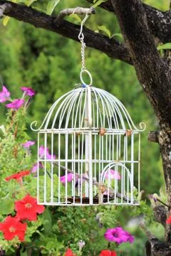 Bird cage Stock Photos