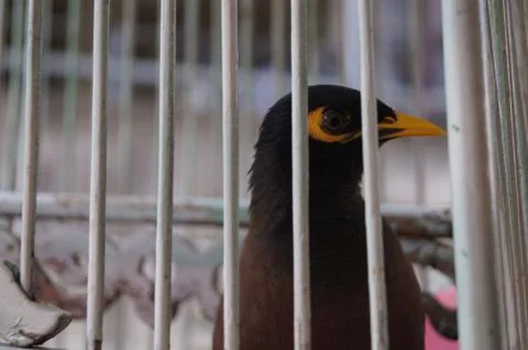 Bird in the cage Stock Photos