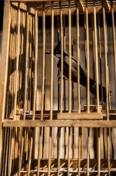 Bird in a cage Stock Photos