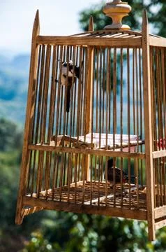 Bird in a cage Stock Photos