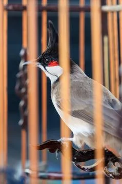 Bird in the cage Stock Photos