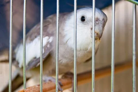 Bird in cage Stock Photos
