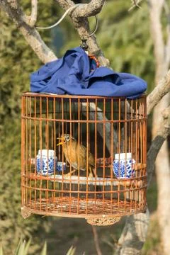 Bird in a cage Stock Photos