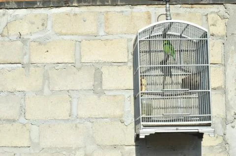 Bird in a cage Foto stock