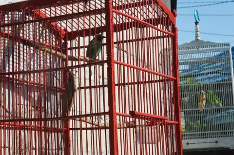 Bird in a cage Stockfoto's