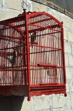 Bird in a cage Stock Photos