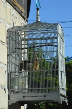 Bird in a cage Stockfoto's