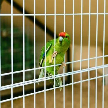 Bird in a Cage Stock Photos