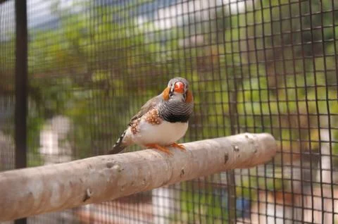 Bird in the Cage Stock Photos