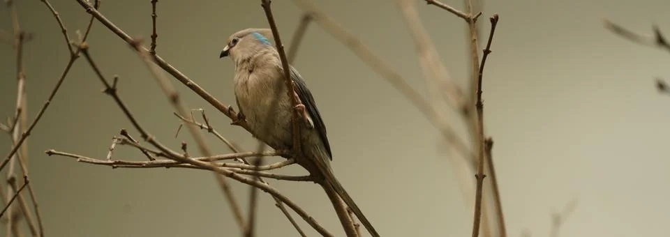 Bird in a cage 库存照片