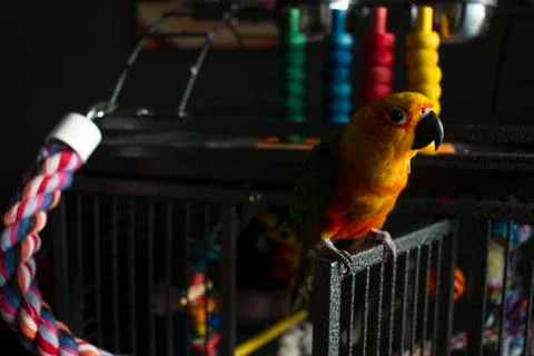 Bird in cage Stock Photos