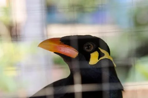 Bird in cage Stock Photos