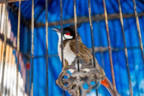 Bird in Cage Stock Photos