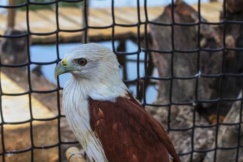Bird in a cage Stock Photos