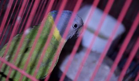 Bird in a Cage Foto stock