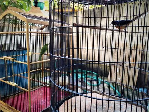 Bird on cage Foto stock