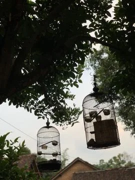 Bird Cage Stock Photos