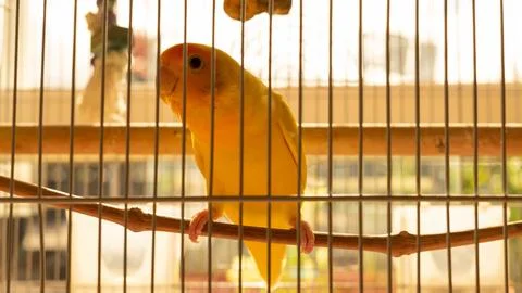 Bird in a cage Stock Photos