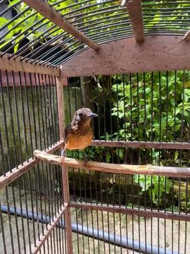 Bird in cage Stock Photos