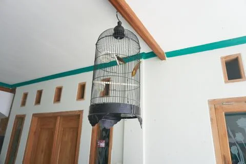 Bird cage Foto stock