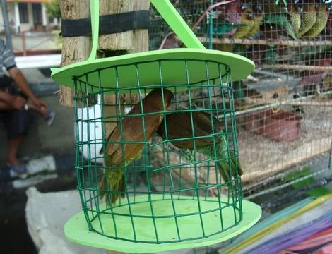  bird in cage 스톡 사진