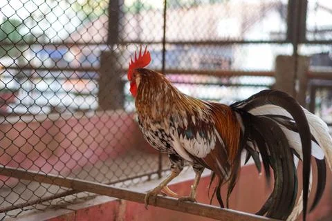 Bird in a cage Stock Photos