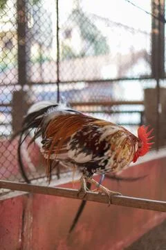 Bird in a cage Stock Photos