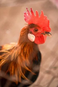 Bird in a cage Stock Photos
