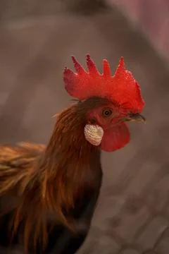 Bird in a cage Stock Photos