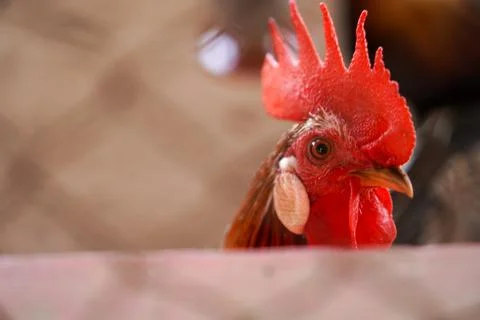 Bird in a cage Stock Photos