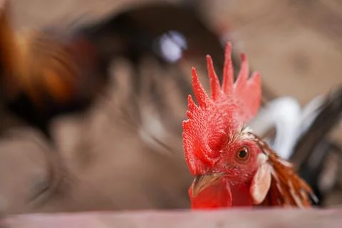 Bird in a cage Stock Photos