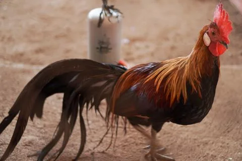 Bird in a cage Stock Photos