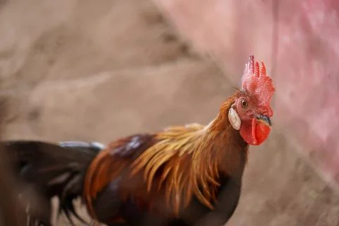 Bird in a cage Stock Photos