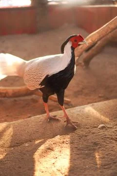 Bird in a cage Stock Photos