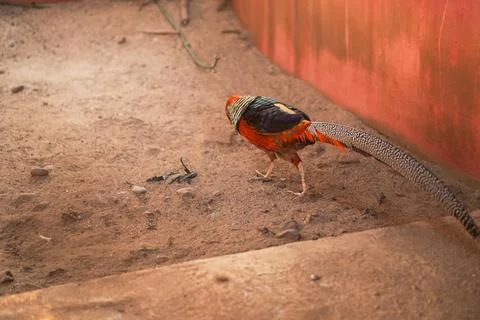 Bird in a cage Stock Photos