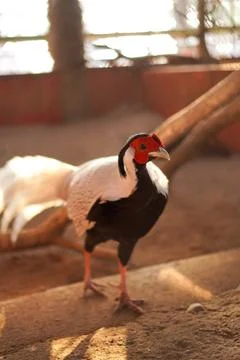 Bird in a cage Stock Photos