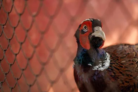 Bird in a cage Stock Photos