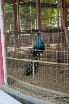Bird in a cage Stock Photos
