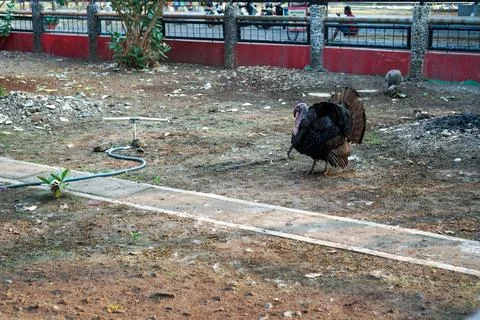 Bird in a cage Stock Photos