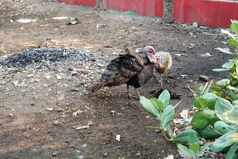 Bird in a cage Stock Photos
