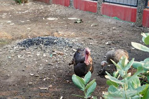 Bird in a cage Stock Photos