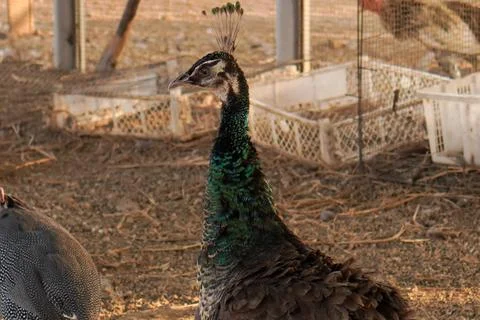 Bird in a cage Stock Photos
