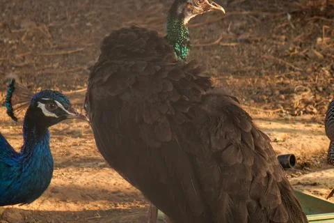 Bird in a cage Stock Photos