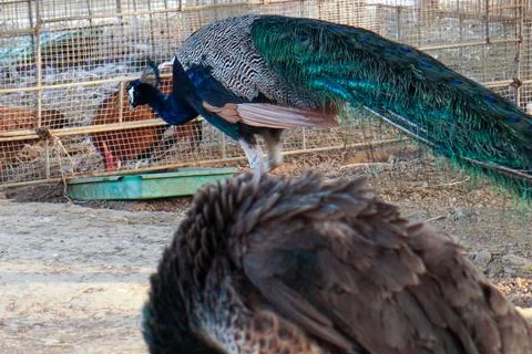 Bird in a cage Stock Photos