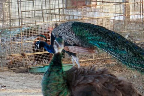 Bird in a cage Stock Photos