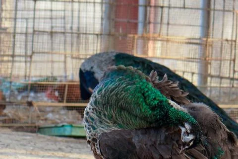 Bird in a cage Foto stock