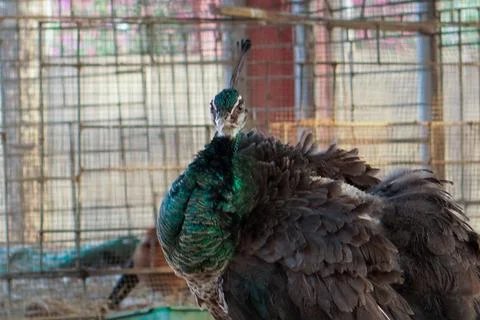 Bird in a cage Stock Photos