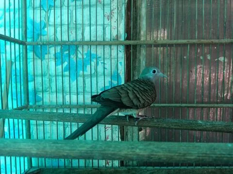 Bird in a cage Stock Photos